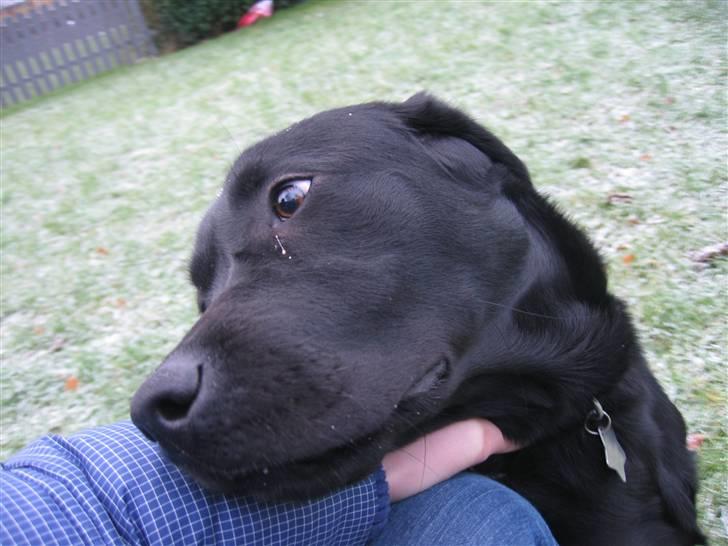 Labrador retriever Nemo billede 14