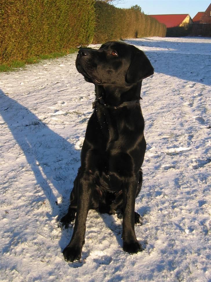 Labrador retriever Nemo billede 15