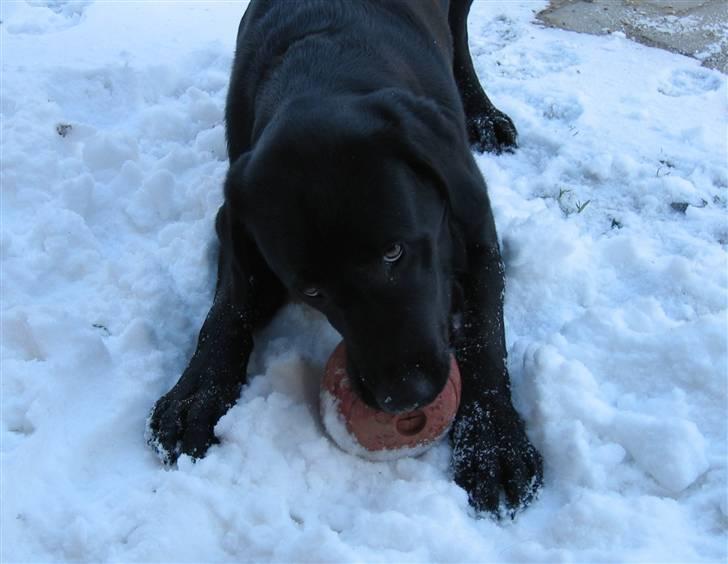 Labrador retriever Nemo billede 17