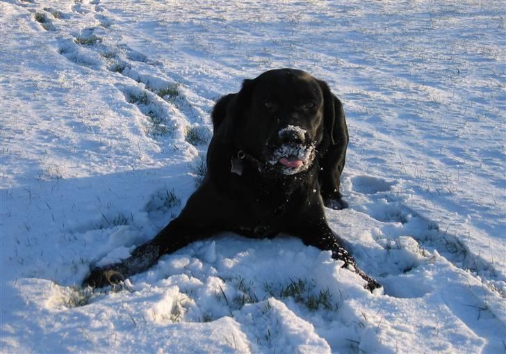 Labrador retriever Nemo billede 18