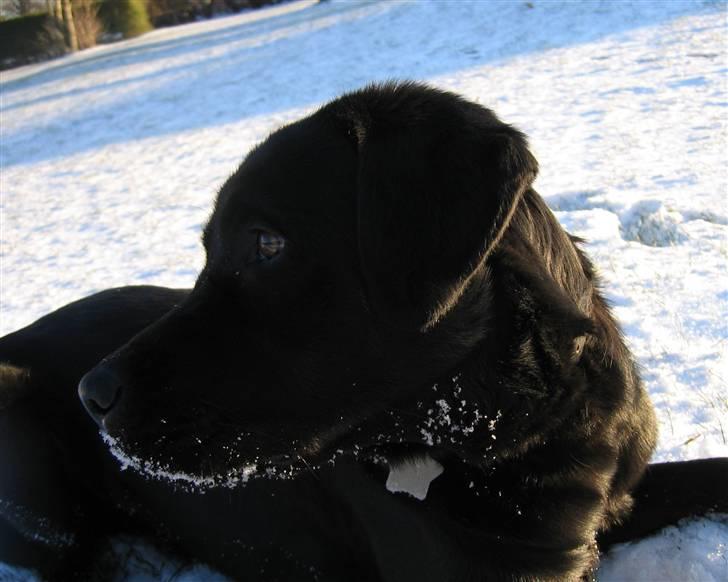 Labrador retriever Nemo billede 19