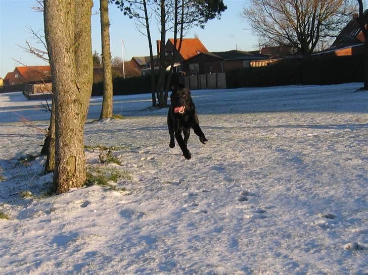 Labrador retriever Nemo billede 20