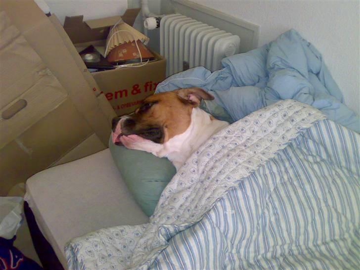 Blanding af racer Kenai billede 5