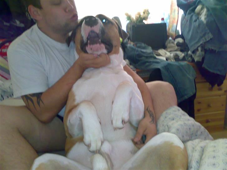 Blanding af racer Kenai billede 6