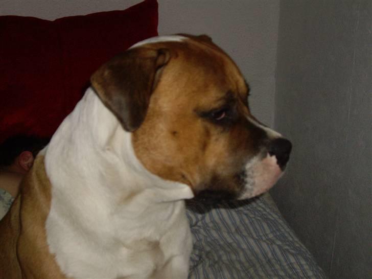 Blanding af racer Kenai billede 7