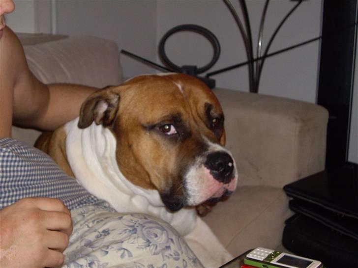 Blanding af racer Kenai billede 8