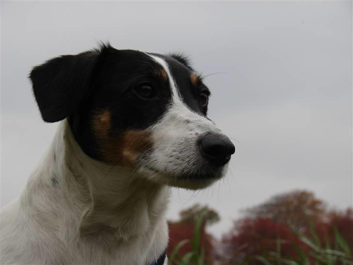 Dansk svensk gaardhund Casper R.I.P. - I wish, I could hold on 2 u forever! billede 16