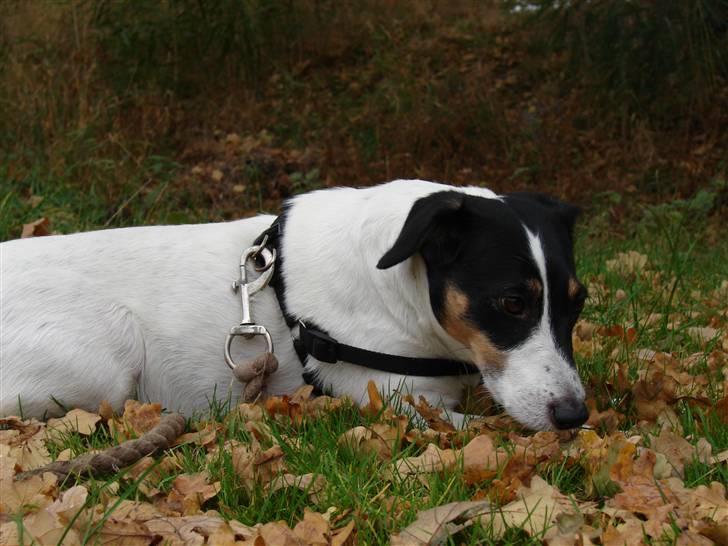 Dansk svensk gaardhund Casper R.I.P. - Nuuurh, ManRott er så kær på det her billede! =´3 billede 17