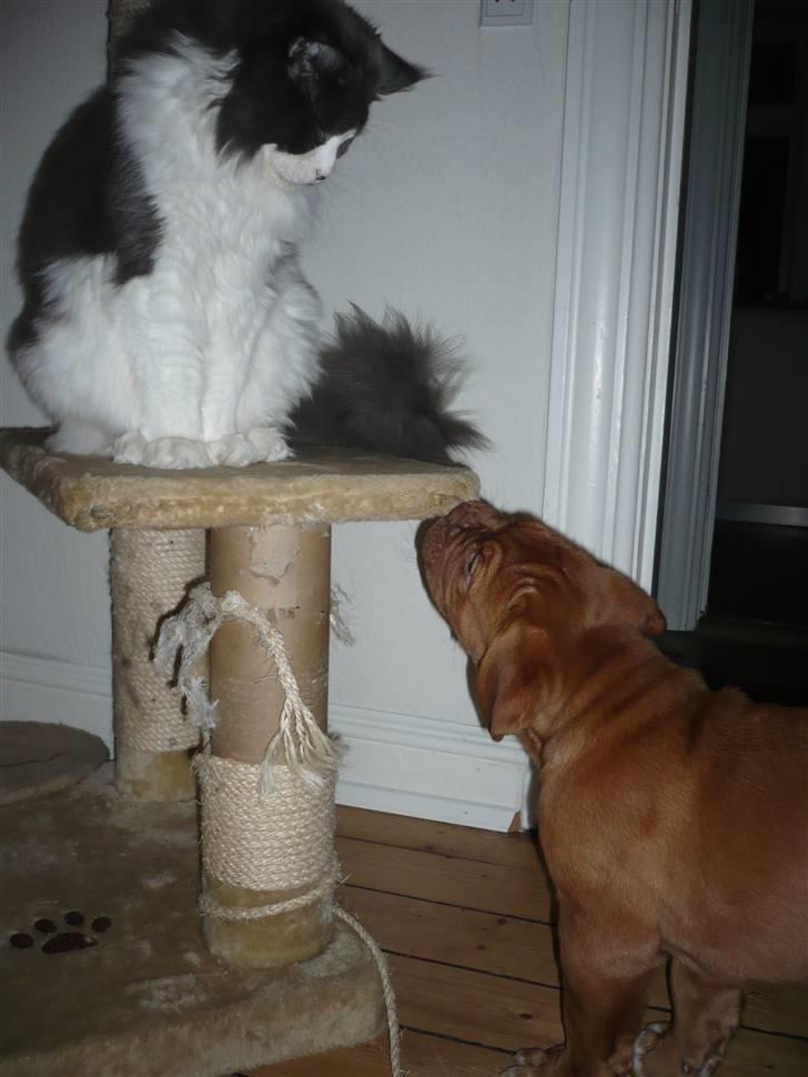 Dogue de bordeaux Zokana's Bazzzooka - En nysgerrig Bazzzooka og en lidt mere forbeholden Xaver.. billede 6