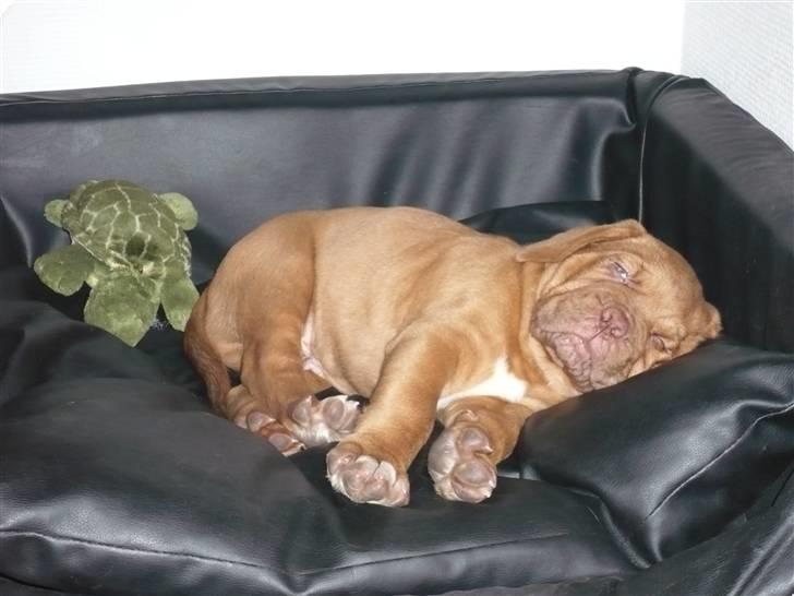 Dogue de bordeaux Zokana's Bazzzooka - Min bedste ven Skilpadde! billede 7