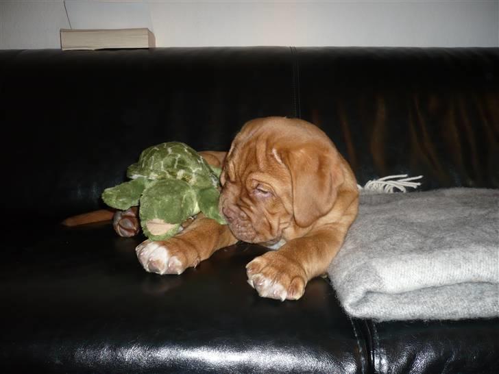Dogue de bordeaux Zokana's Bazzzooka - Os to Skildpadde! billede 8