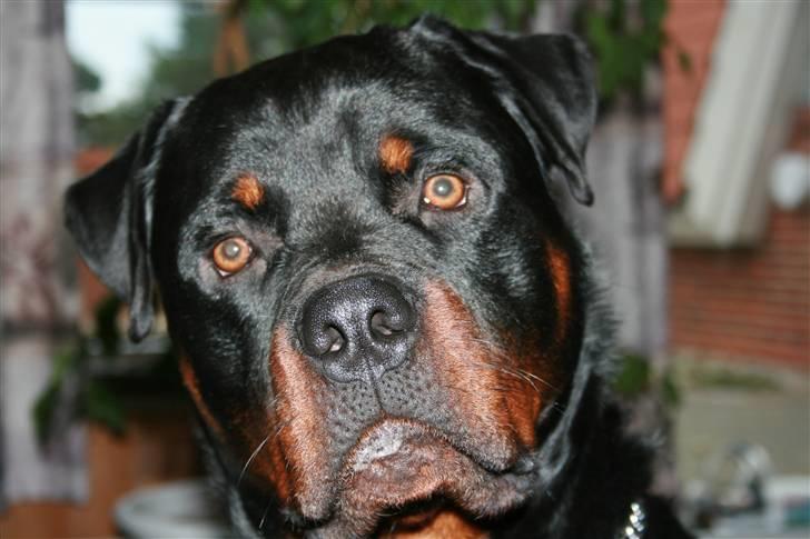 Rottweiler Fattiggården´s Memphis billede 18