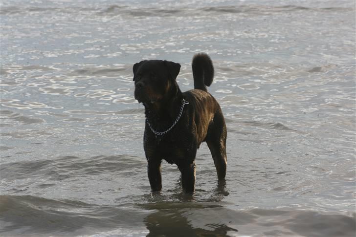 Rottweiler Fattiggården´s Memphis billede 19