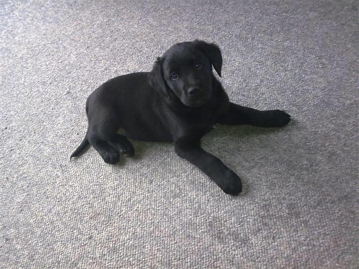 Labrador retriever <3 Bonto <3  - Her ligger den lille Konge jo..! :-) billede 1