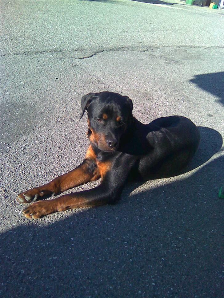 Rottweiler kenzo *død/aflivet* billede 7