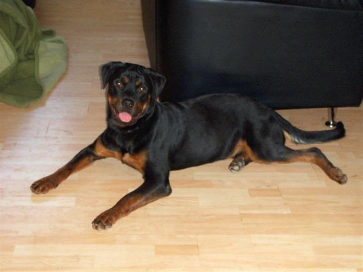Rottweiler kenzo *død/aflivet* billede 9