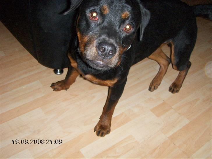 Rottweiler kenzo *død/aflivet* billede 10