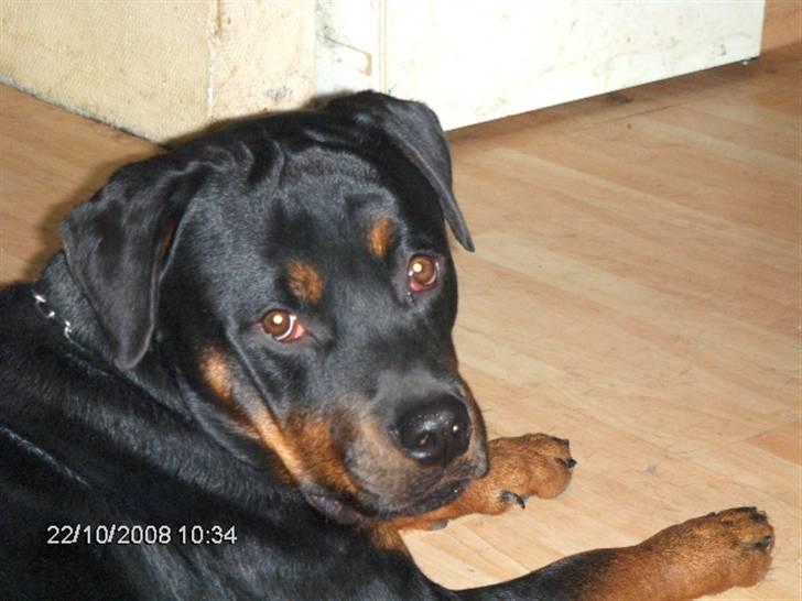 Rottweiler kenzo *død/aflivet* billede 11
