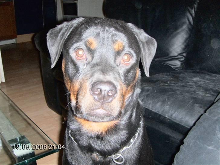 Rottweiler kenzo *død/aflivet* billede 12