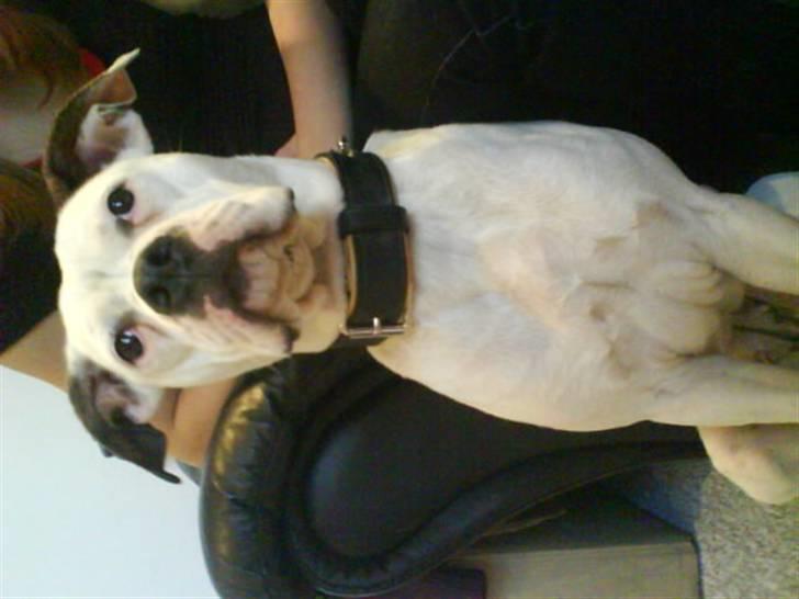 Amerikansk bulldog sonja billede 1