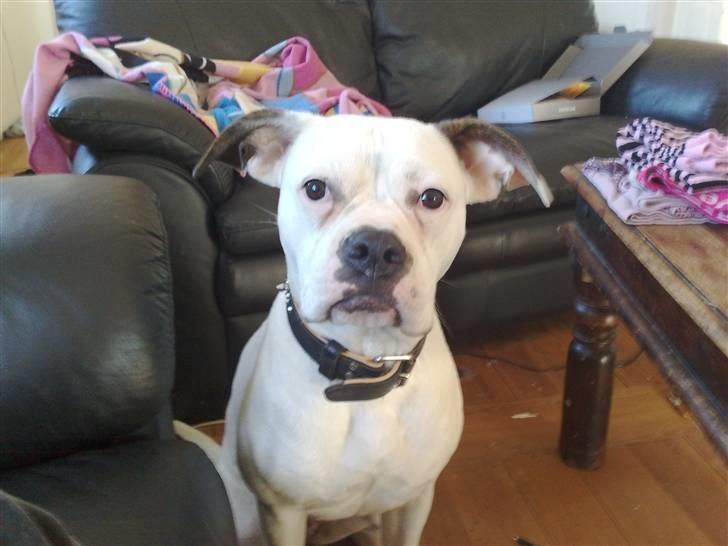Amerikansk bulldog sonja billede 2