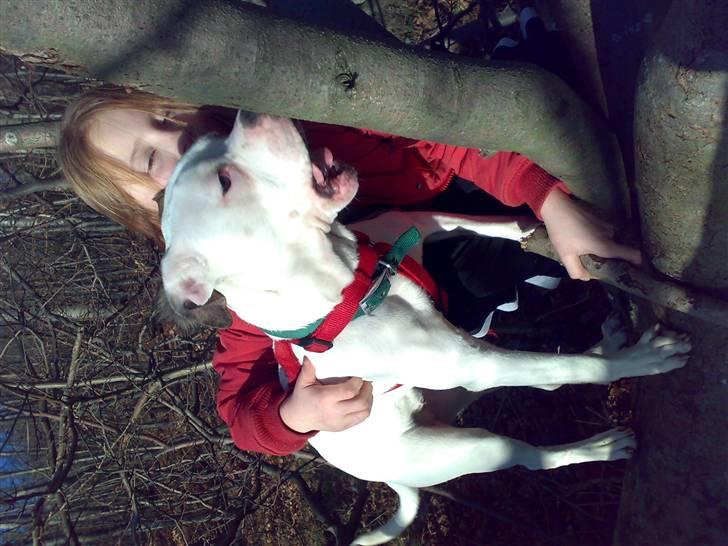 Amerikansk bulldog sonja billede 3