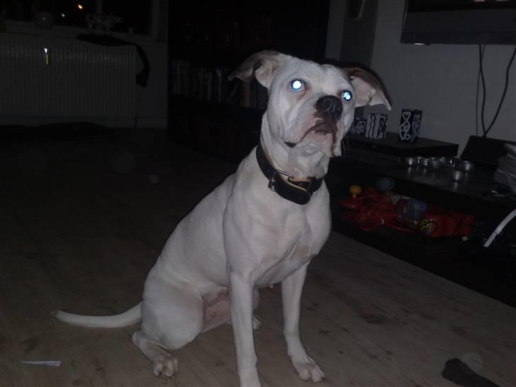 Amerikansk bulldog sonja billede 4