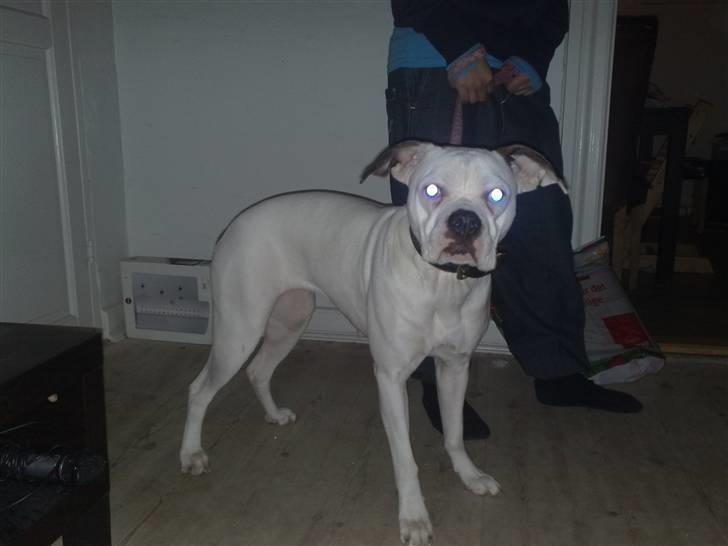 Amerikansk bulldog sonja billede 5