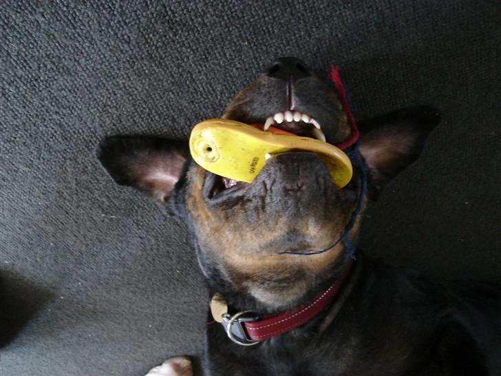 Rottweiler Schiba billede 8