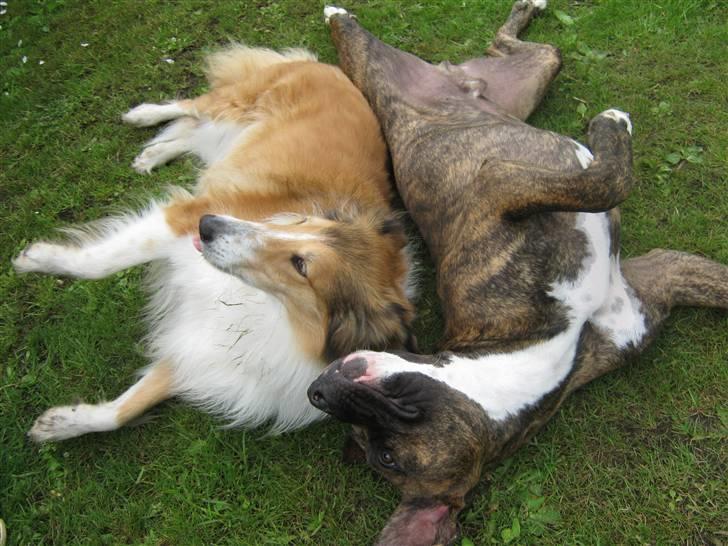 Blanding af racer Thyson billede 18