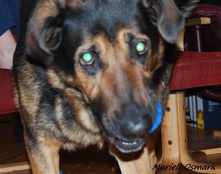 Blanding af racer Tander billede 8