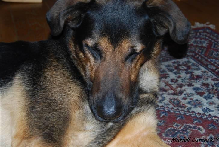 Blanding af racer Tander billede 9