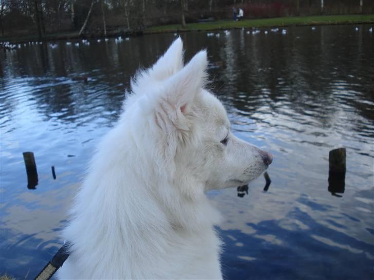 Japansk spids Akira billede 19