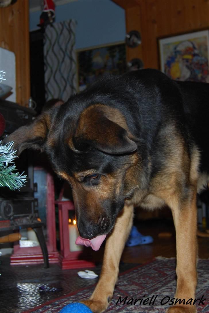 Blanding af racer Tander billede 10