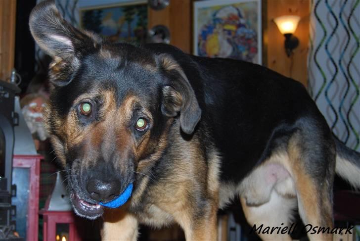 Blanding af racer Tander billede 11