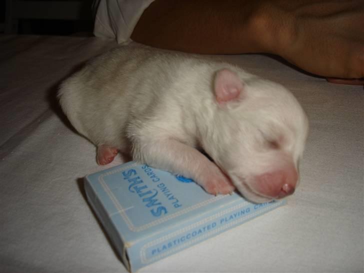 Japansk spids Akira - Lille og nyfødt, så bedårende <3 billede 20