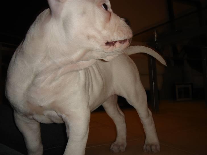 Amerikansk bulldog Valentino billede 18