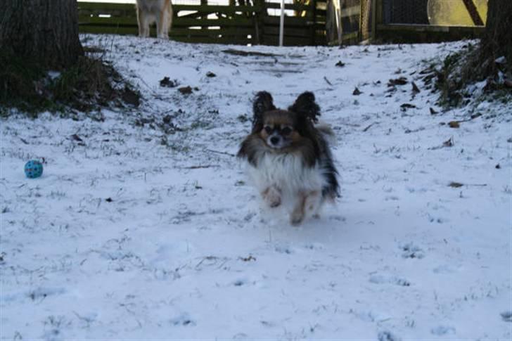 Papillon rulle R.I.P billede 20