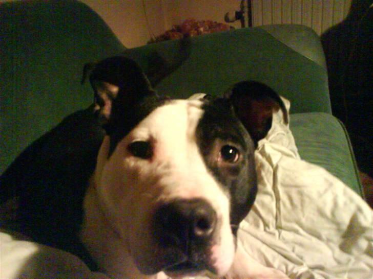 Amerikansk staffordshire terrier Mille billede 7