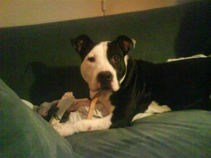 Amerikansk staffordshire terrier Mille billede 8