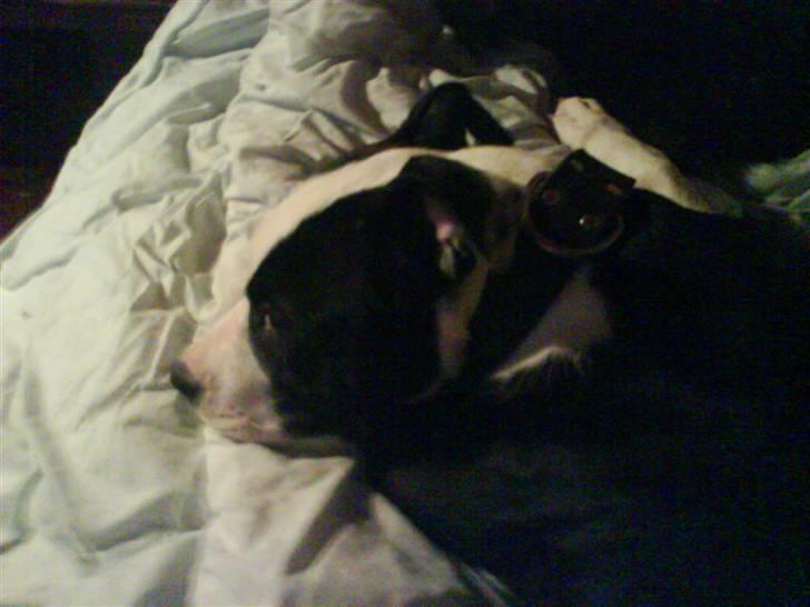 Amerikansk staffordshire terrier Mille billede 9