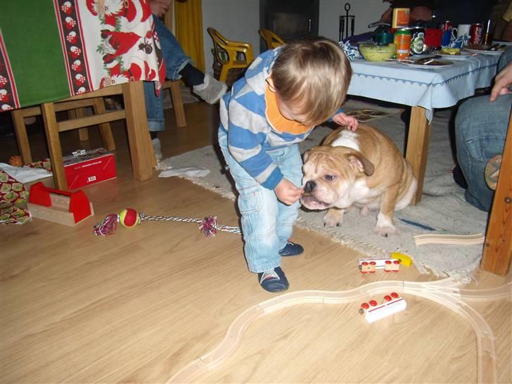 Engelsk bulldog Uffe Eric Cantona billede 5