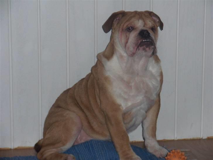 Engelsk bulldog Uffe Eric Cantona - 5 måneder gammel billede 6