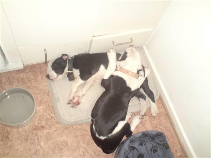 Amerikansk staffordshire terrier Mille billede 10