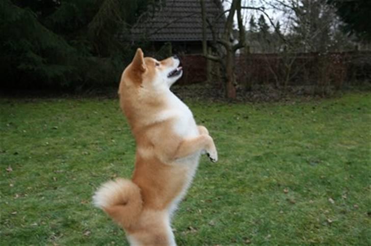 Shiba Zena - hunde kan også se tv :-) billede 12