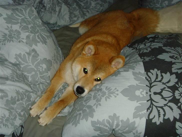 Shiba Zena - Senge hygge billede 13