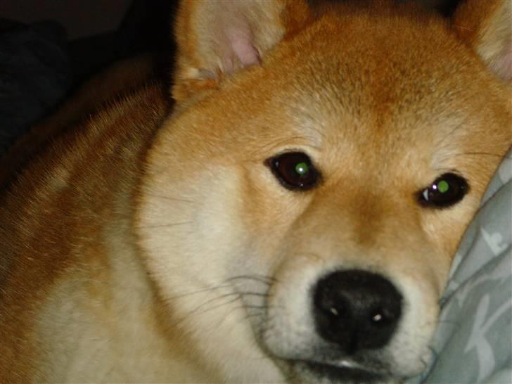 Shiba Zena - Senge hygge billede 14