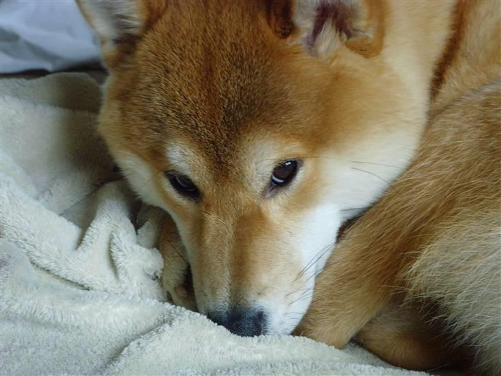 Shiba Zena - Sofa hygge :-) billede 15