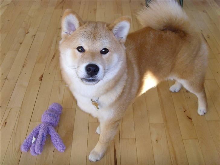 Shiba Zena - Hejsa :-) billede 16