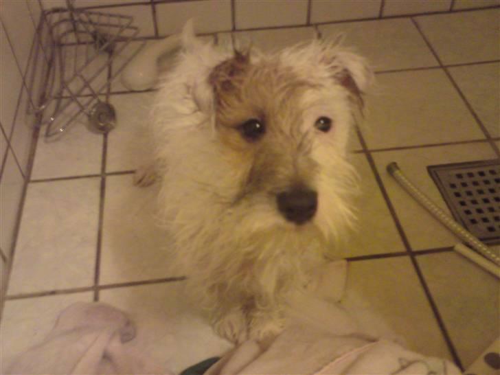 Jack russell terrier Jensen - jensen´s første bad billede 18